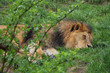 śpiący lew