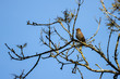 © philipbird123 - Song Thrush (Turdus philomelos) singing in the spring sunshine