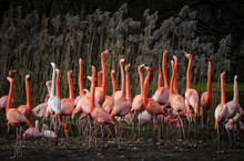 Flock Of Flamingos On Field