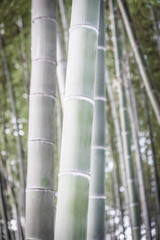 Wall Mural - Abstract background from bamboo trunks. Wallpaper from the texture of bamboo. A lot of plants