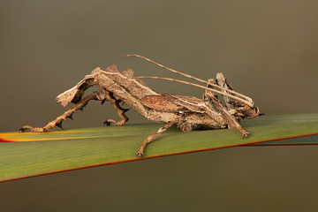 Male Malayan Jungle Nymph (Heteropteryx dilatata) on grass stalk