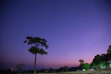 Low Angle View Of Silhouette Trees Against Star Field At Night