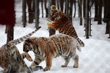 Tigers On Snowy Field At Zoo