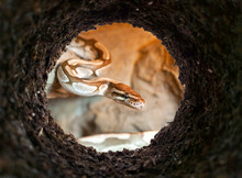 Snake Peeking Into A Dirt Hole In The Ground, View From Underground.