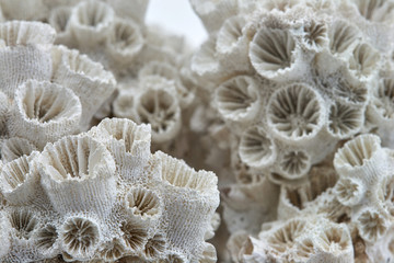 Wall Mural - coral skeleton closeup texture structure macro on white background