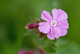 Fototapeta Sawanna - Single Red Wild Campion flower (Silene dioica) with a natural bright green out of focus background. It has five pinky purple petals and is a wild flower
