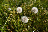 Fototapeta Dmuchawce - Dandelions among green grass in Spring