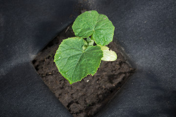 small sprout of cucumber grows from the ground on agrofibre