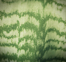 Plant Vase Abstract Background Green White Sheet Macro Photo