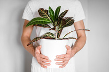 Man Holding A White Flowerpot With Croton Plant In His Hands On Bright Background.