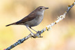 Common nightingale, Luscinia megarhynchos, perched on a branch on a clear uniform background