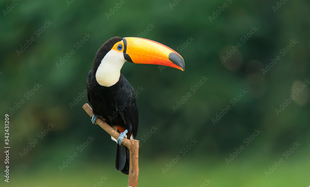Toco toucan in the reserve of exotic tropical birds - obrazy, fototapety, plakaty 