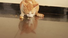 Red And White Cat Eats From A Floor Of Rusk Food