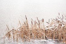 Cattails By Lake During Winter