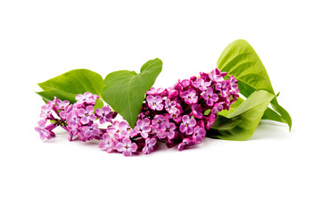 Beautiful blossoming lilac on white background. Space for text