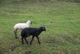 Fototapeta  - herd of sheep in green meadow. artvin/turkey