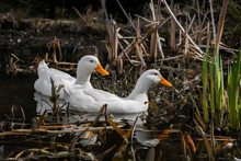A Pair Of  White  Aylesbury Ducks On A Pond.