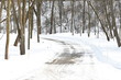 Road through Winter Woods