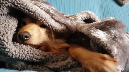 Wall Mural - Dog sleeping on the couch covered with blanket