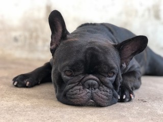 Adorable French bulldog puppy stay still and calm on cement floor, cute dog.