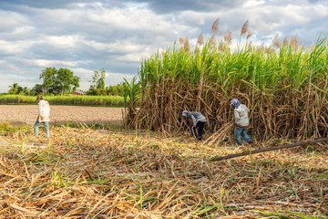 Sugar cane and Workers havesting sugar cane on field at Tay Ninh, Vietnam.