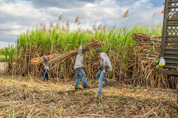 Wall Mural - Sugar cane and Workers havesting sugar cane on field at Tay Ninh, Vietnam.