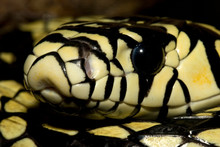 Tiger Rat Snake,  Spilotes Pullatus, Amazon