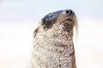 Canvas Print - Portrait of Galapagos sea lion on  Espanola Island, Galapagos National park, Ecuador