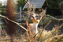 Roe Deer Eat Food At The Fence At The Farm. Animal Background. Selective Focus
