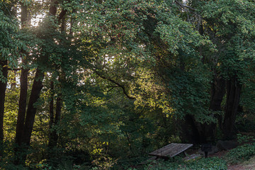 Wall Mural - sunlight streaming through the trees near sunset