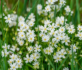 Sticker - starwort flowers