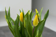Bukiet żółtych tulipanów, kwiaty