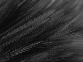 Wall Mural - Beautiful abstract white and black feathers on white background and soft white feather texture on white pattern and dark background, gray feather background, black banners