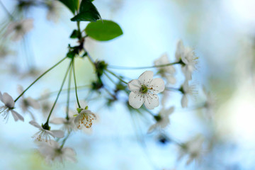 Wall Mural - White flowers of spring blossom