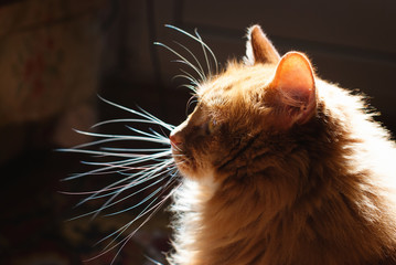 Wall Mural - Cute Cat in sun light - Beautiful red Cat indoor - Pets Care Concept