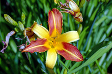 A Large Flower With Two-colored Yellow And Pink Leaves Growing On The Ground In The Garden In The Summer Sun