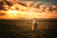 Horse On Field Against Cloudy Sky During Sunset
