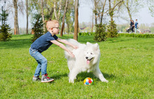 A Little Boy With Glasses Plays A Ball With A White Dog.