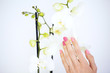 © Yulia Sugarbox - A woman's hand with a manicure stroking an white Orchid. White background