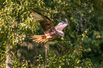 Wall Mural - Red Kite - Milvus milvus in flight