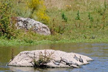 Poster - Spanish pond turtles / Maurische Bachschildkröten (Mauremys leprosa) - Extremadura, Spain / Spanien