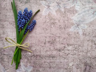 tiny bouket of blue spring muscari flowers on the beige ground.
