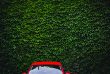 Red Car On Green Tree