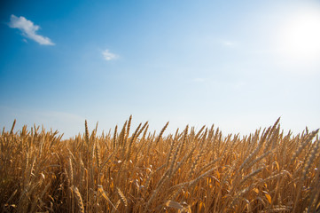 Golden wheat field and sunny day