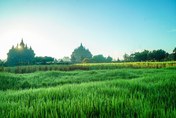 Plaosan Temple reflextion in the rice field, is a located near of Prambanan Temple with view young rice plant in the morning 