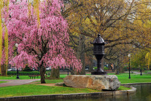 Flowering Trees And Asian Lantern In Boston Common
