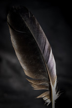 Close-up Of Feather