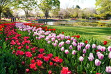 Fototapeta Tulipany - カラフルなチューリップのお花畑