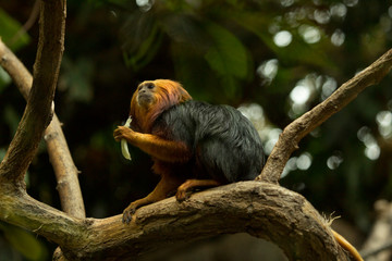 Wall Mural - Golden-headed lion tamarin (Leontopithecus chrysomelas).