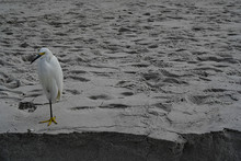 Snowy Egret On The Beach